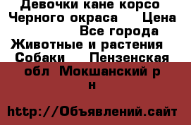 Девочки кане корсо. Черного окраса.  › Цена ­ 65 000 - Все города Животные и растения » Собаки   . Пензенская обл.,Мокшанский р-н